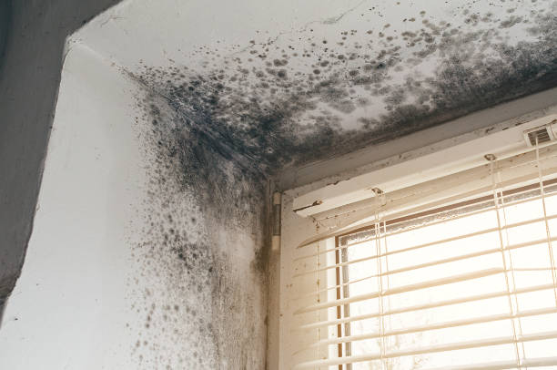Trusted Black Mold Removal service in Braintree, MA - Cheap Mold Removal